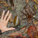 Image of Goliath birdeater