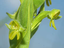 Image of Habenaria pseudociliosa Schelpe ex J. C. Manning