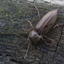 Image of Lined Click Beetle