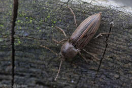 Image of Lined Click Beetle
