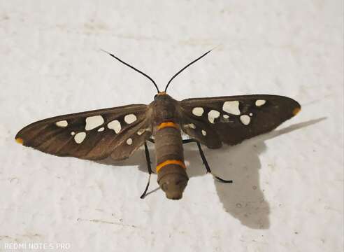 Image of Seven-spotted Handmaiden Moth