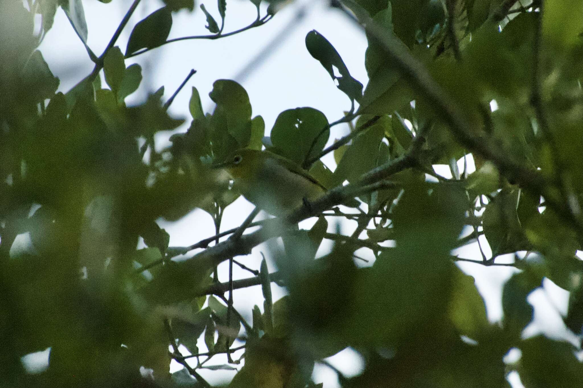 Image of Lowland White-eye