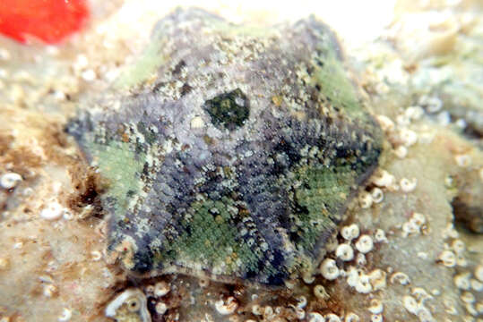 Image of Meridiastra occidens (O'Loughlin, Waters & Roy 2003)