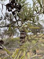 Sivun Acacia oswaldii F. Muell. kuva