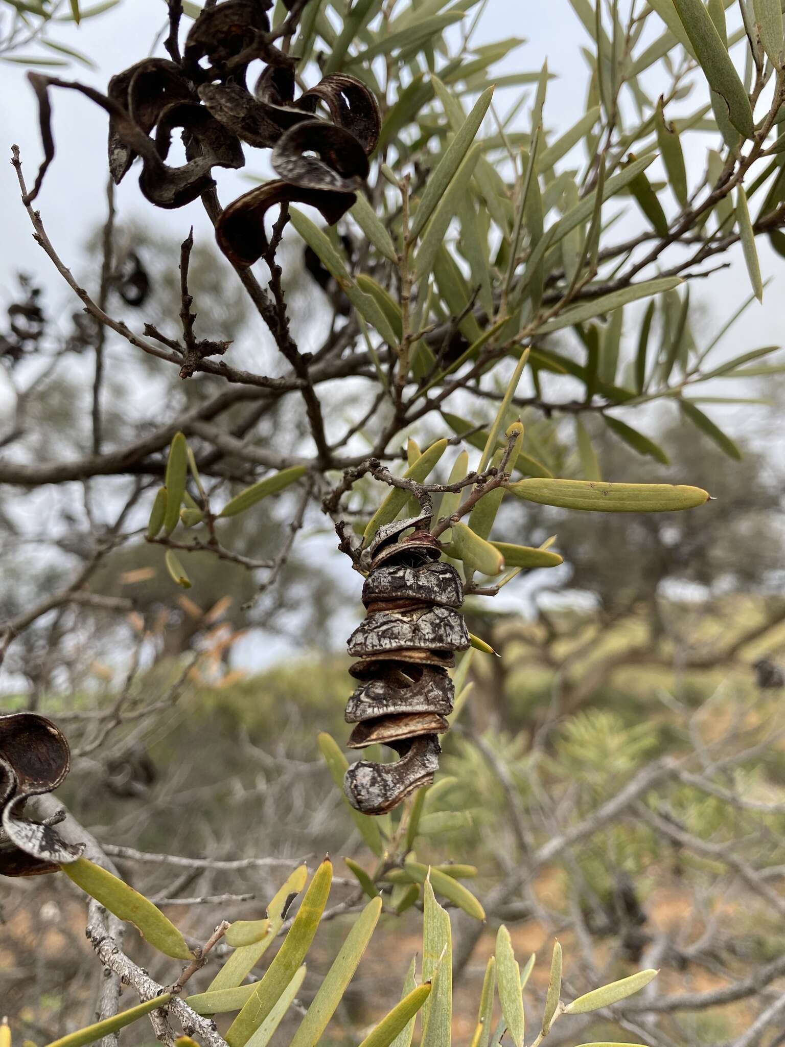 Sivun Acacia oswaldii F. Muell. kuva