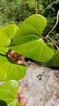 Image of Dioscorea arcuatinervis Hochr.