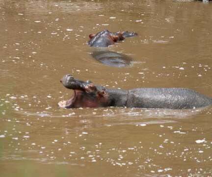 Image of Hippopotamus amphibius kiboko Heller 1914