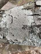 Image of Lecanora subpallens