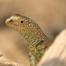 Image of Small Pacific iguana
