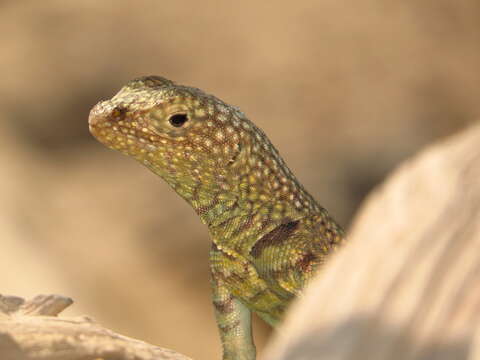 Plancia ëd Microlophus theresioides (Donoso-barros 1966)