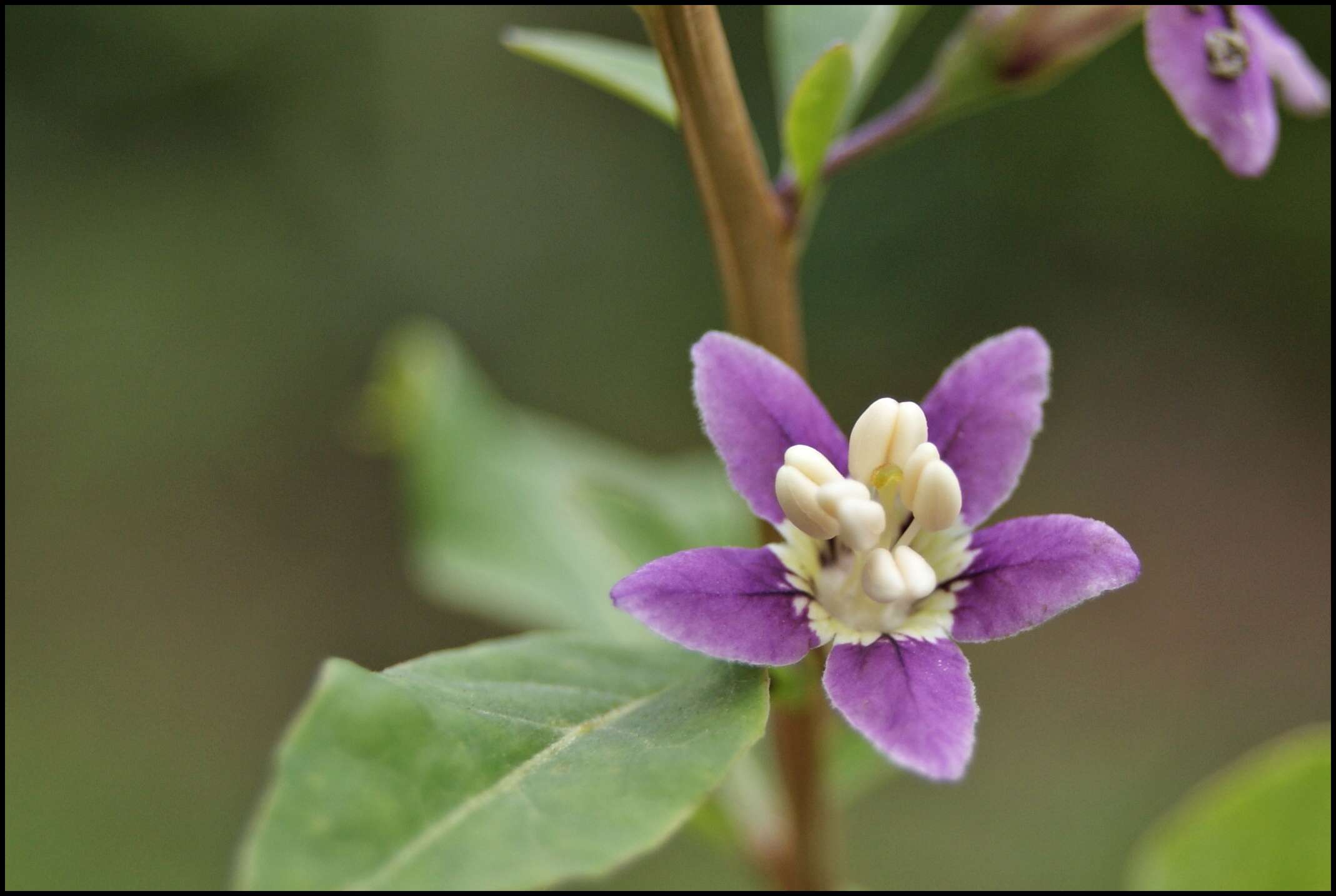 Image of matrimony vine