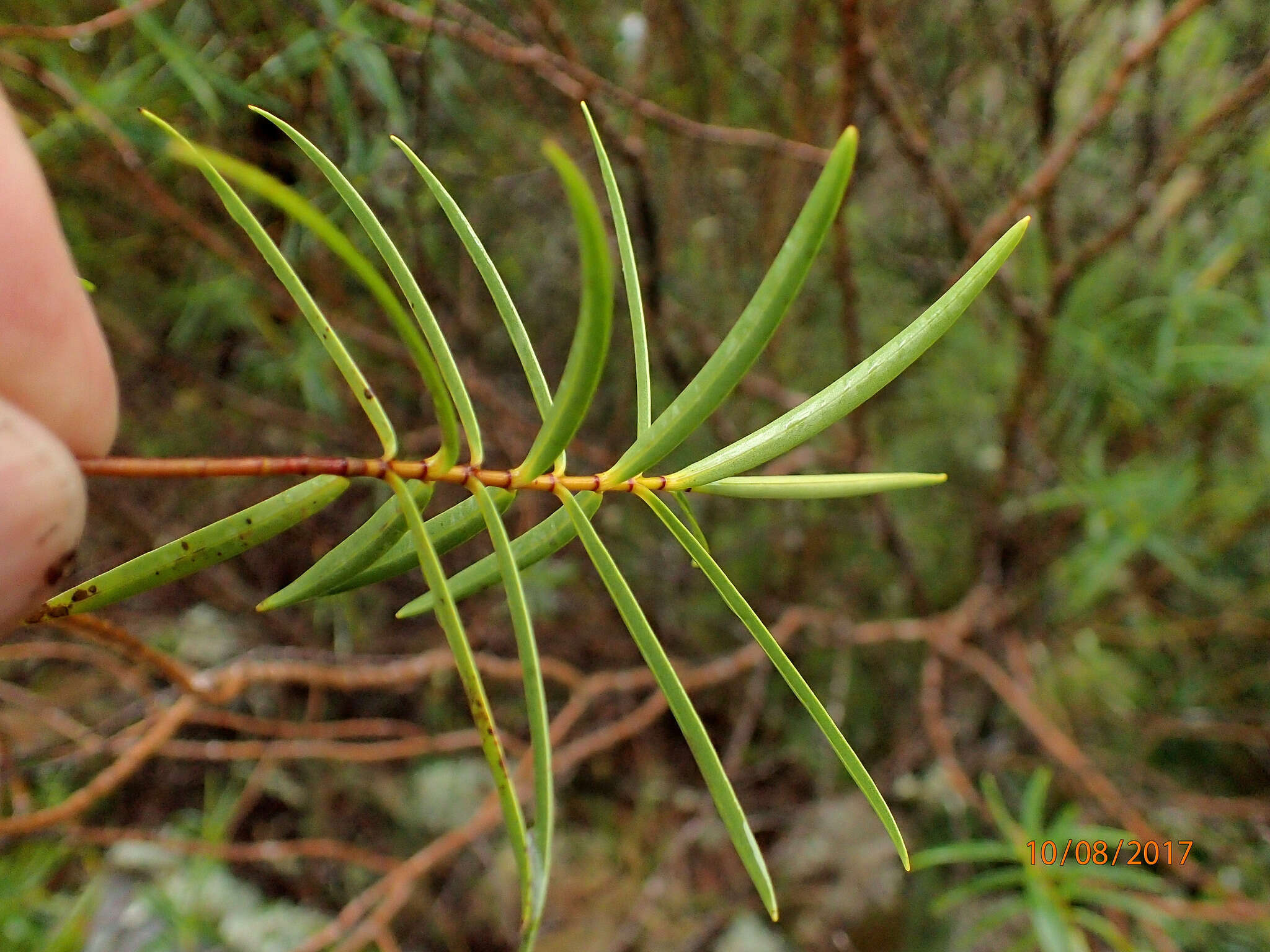 صورة Veronica stenophylla Steud.