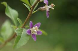 Image of matrimony vine