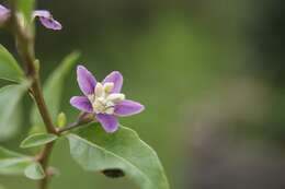 Image of matrimony vine