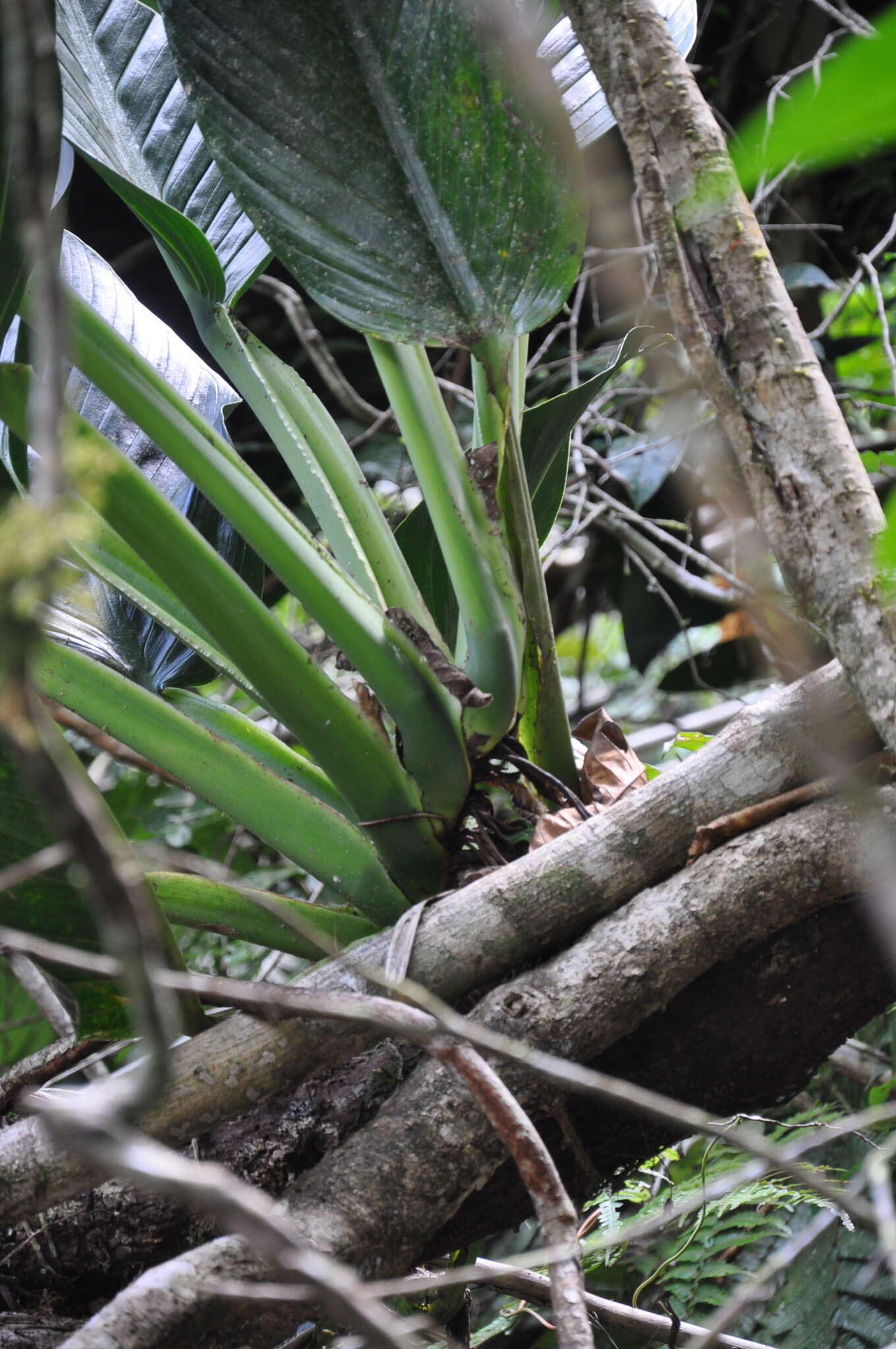 Image of Monstera standleyana G. S. Bunting