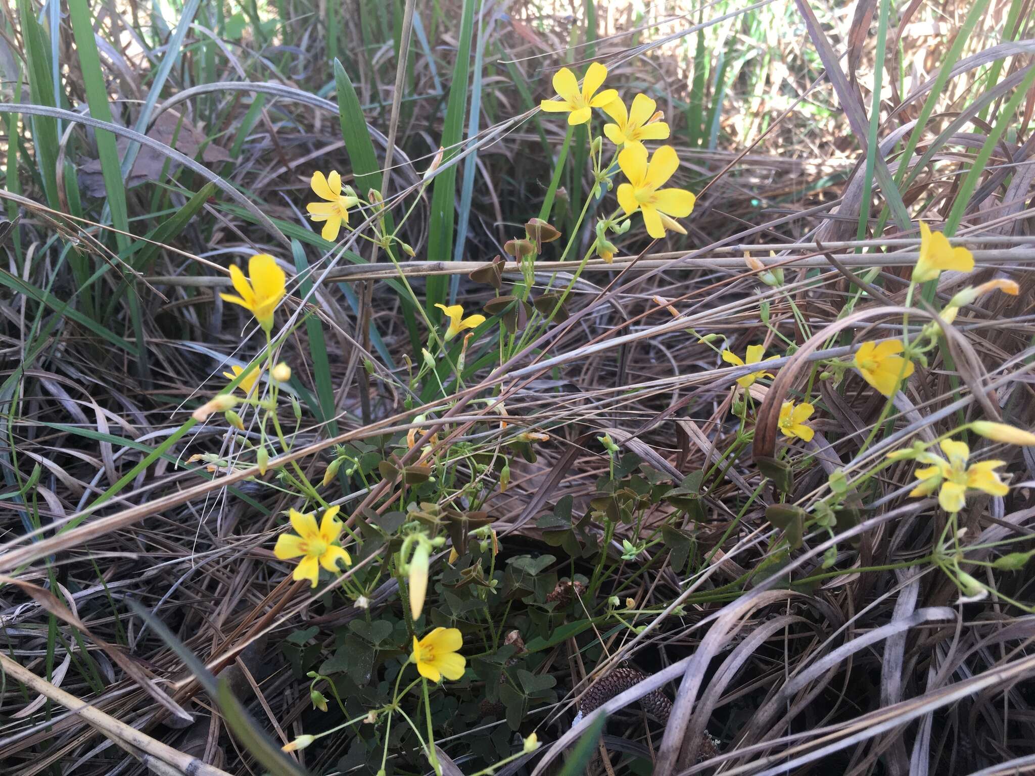 Imagem de Oxalis priceae subsp. colorea (Small) Eiten