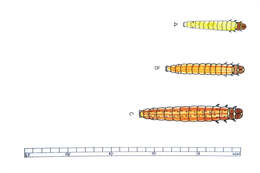 Image of Red-striped Needleworm