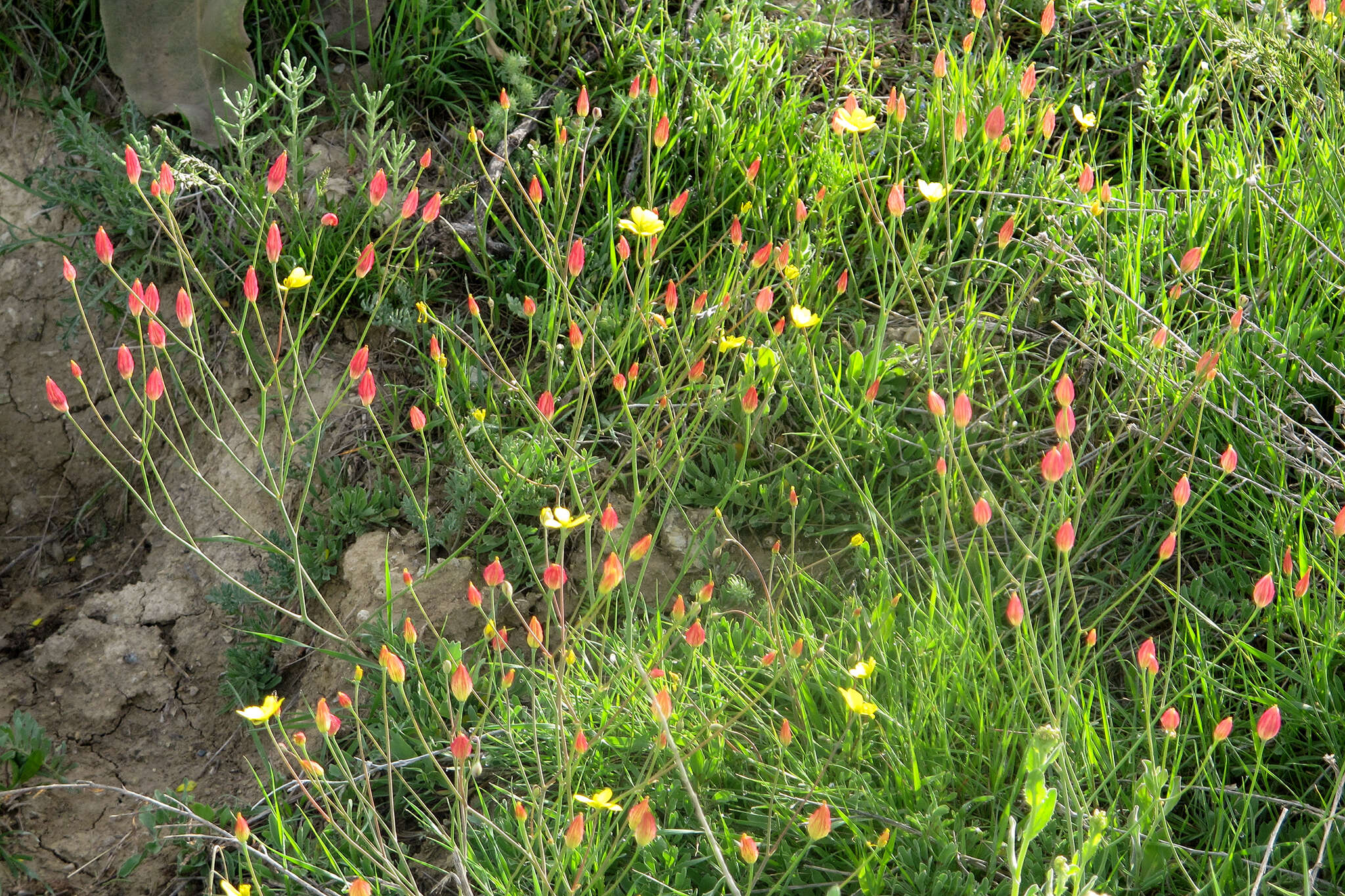 صورة Bongardia chrysogonum (L.) Sp.