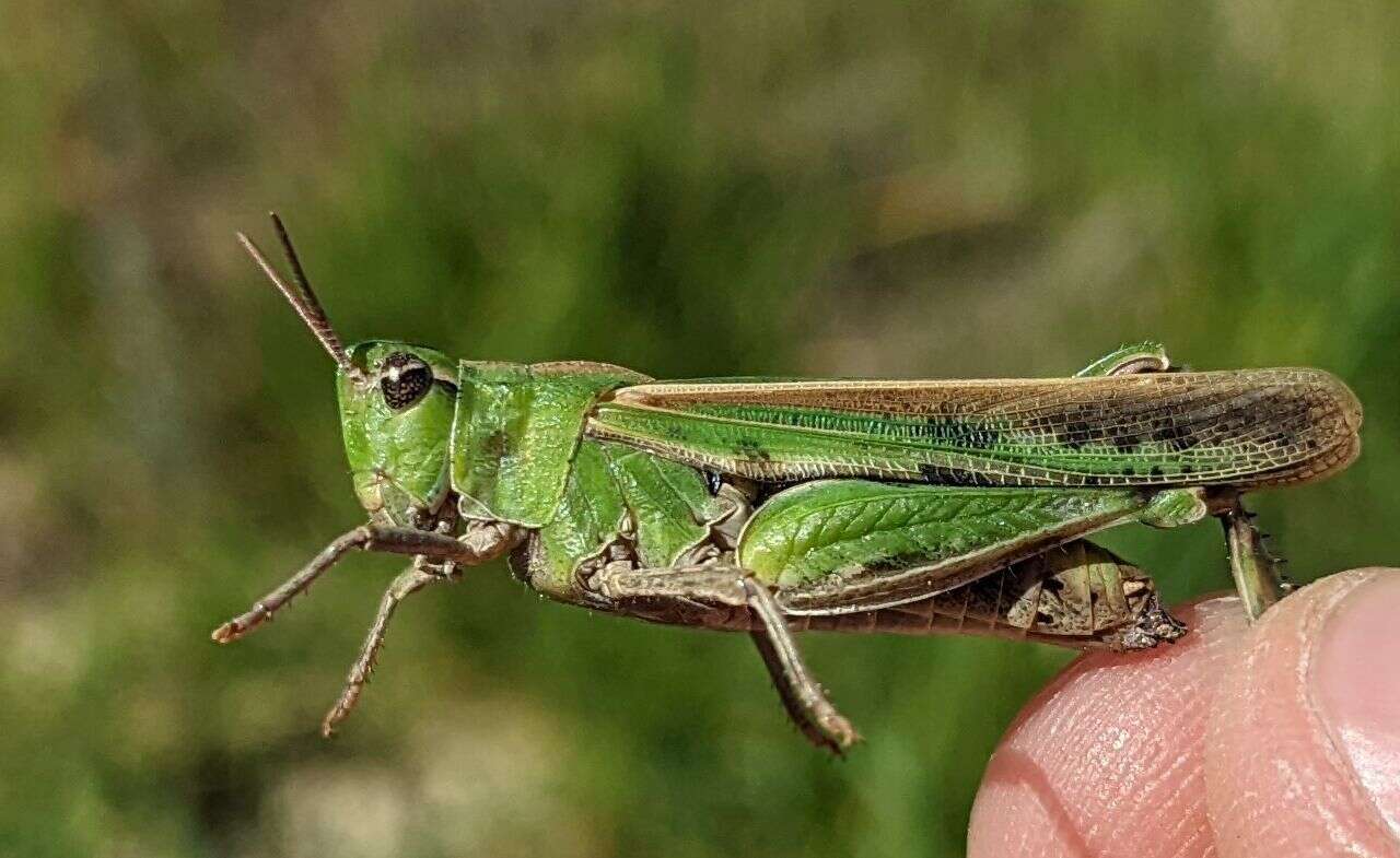 Chimarocephala elongata Rentz & D. C. F. 1977的圖片