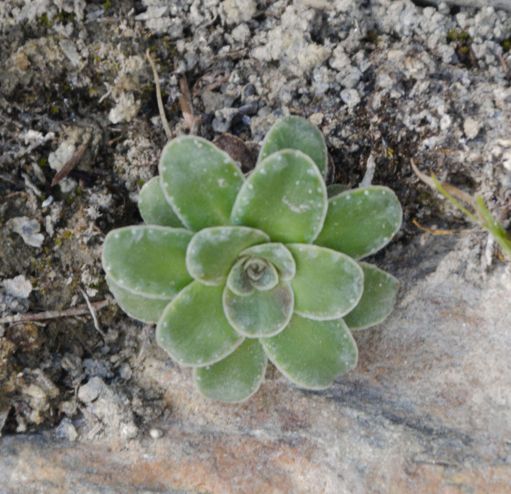 Слика од Saxifraga mutata subsp. mutata