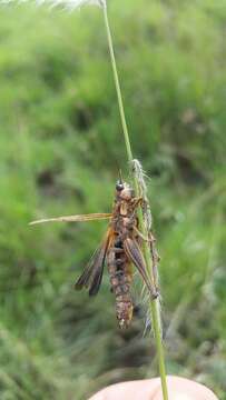 Image de Entomophaga grylli (Fresen.) A. Batko 1964