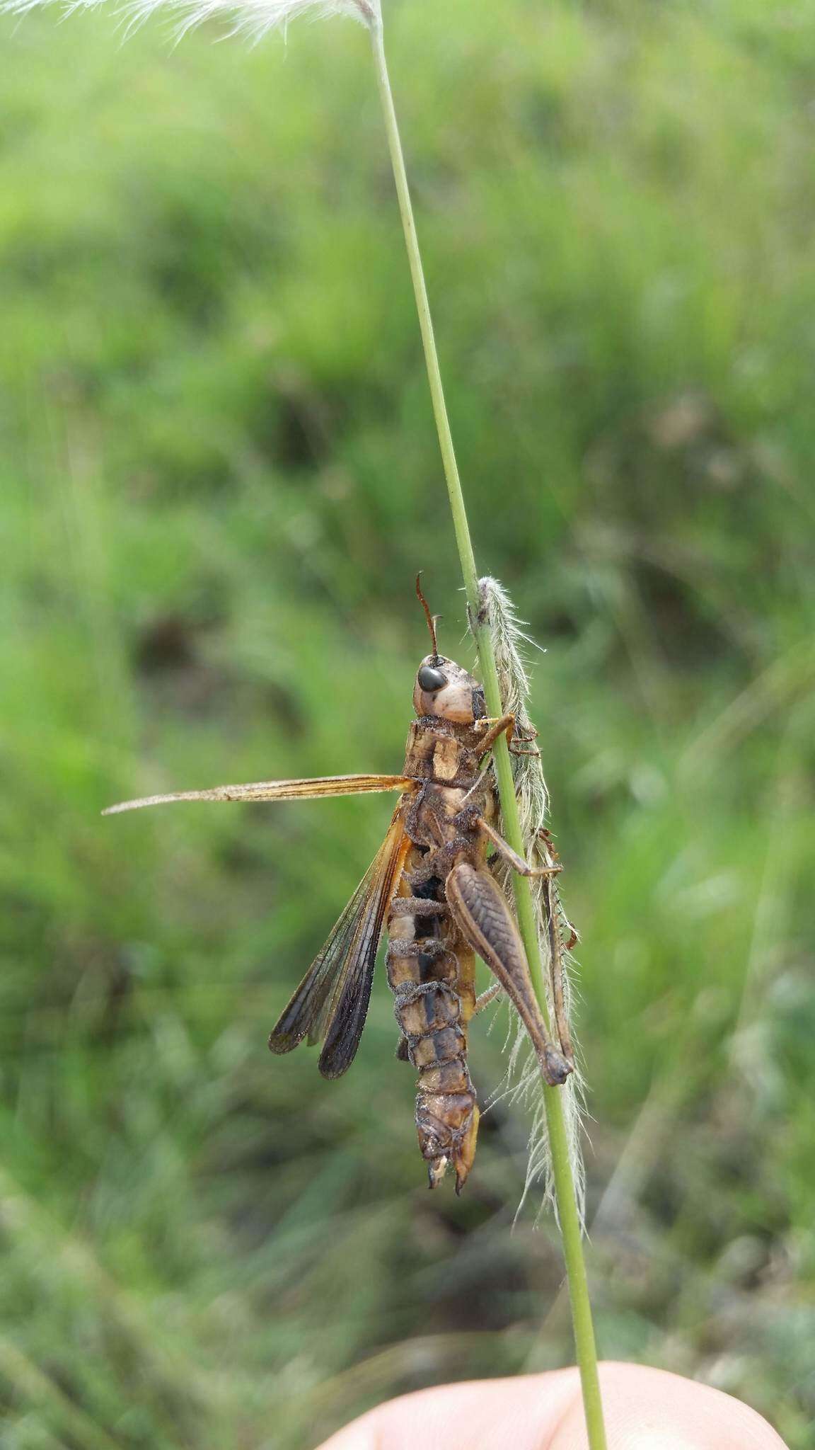 Image of Entomophaga grylli (Fresen.) A. Batko 1964