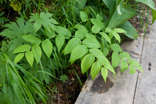 Image of claspleaf twistedstalk