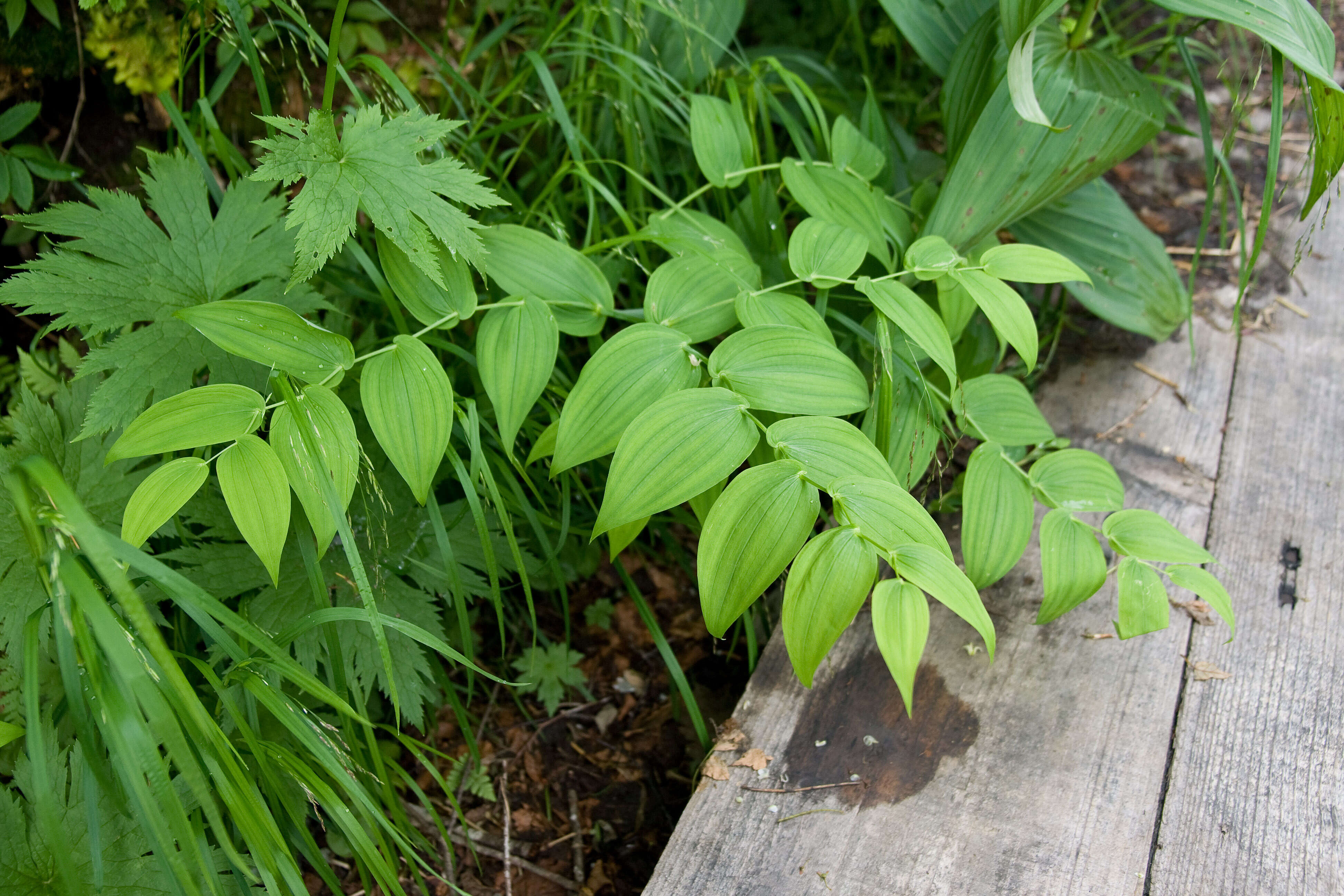 Image of claspleaf twistedstalk