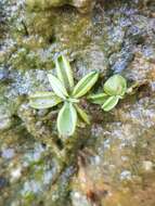 Image of Pinguicula lusitanica L.