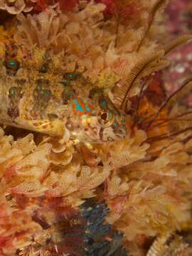 Image of Bluespotted klipfish