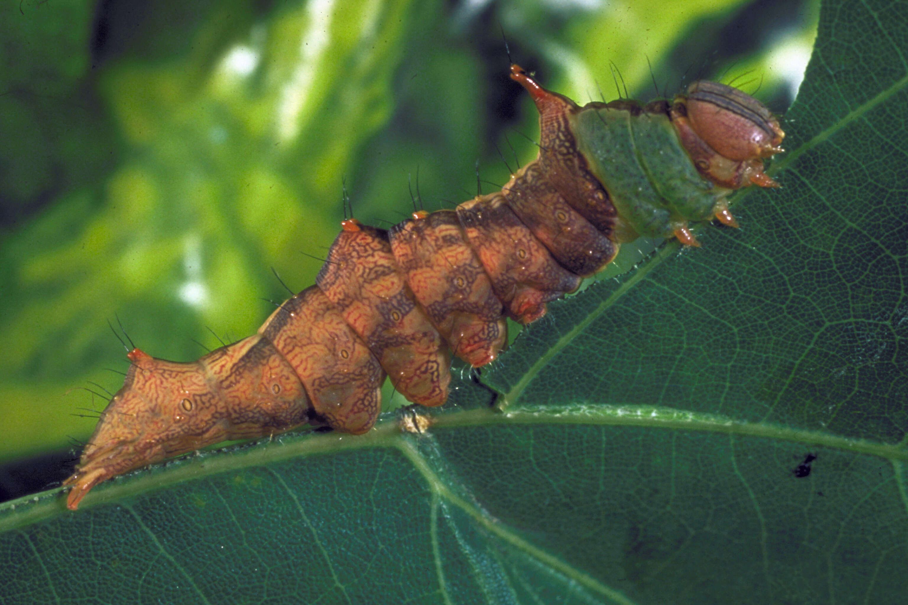 Image of Variegated Prominent, Unicorn Caterpillar Moth