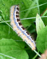 Image de <i>Euthrix potatoria askoldensis</i>