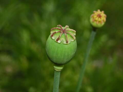 Imagem de Papaver setigerum DC.