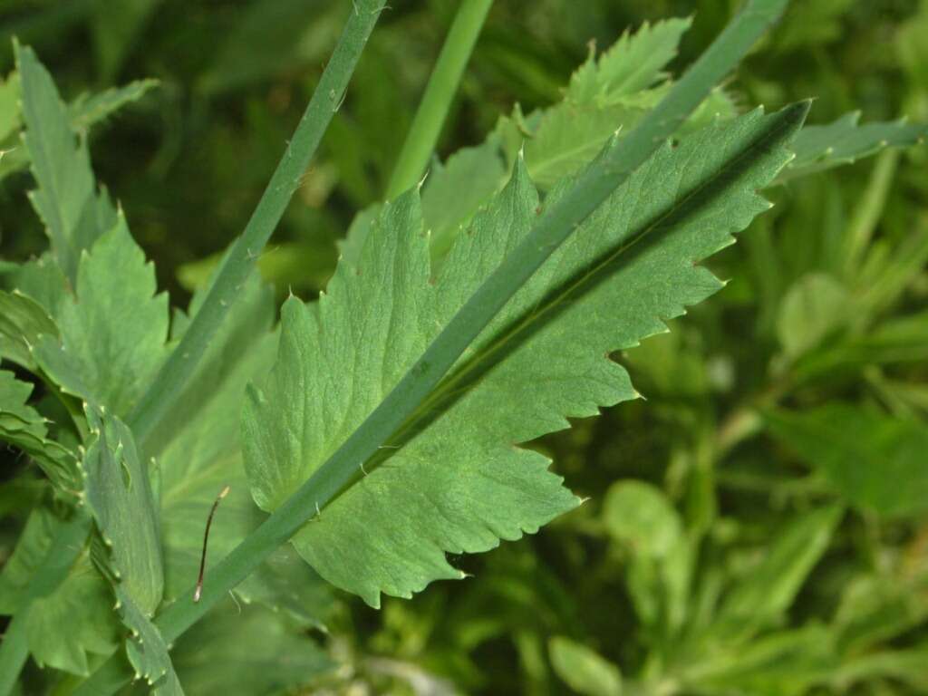 Imagem de Papaver setigerum DC.