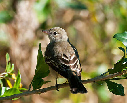 Image of Small-billed Elaenia