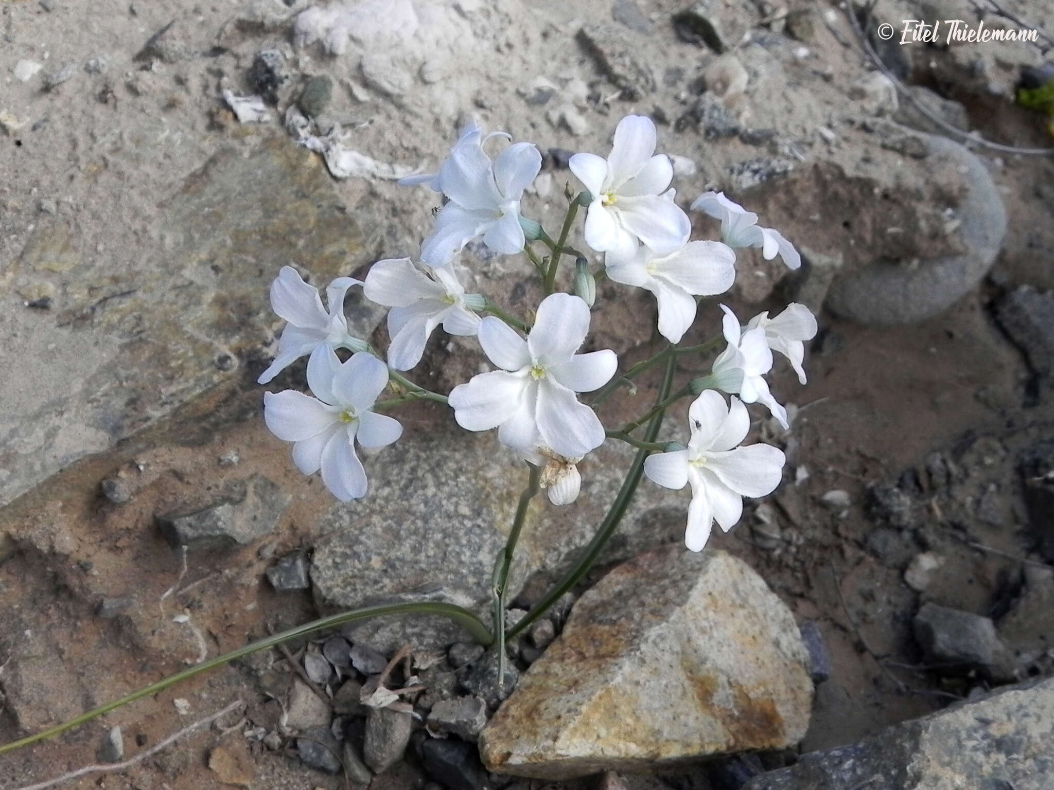 Image of Zephyra elegans D. Don