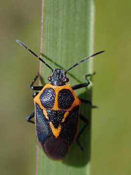 Image of Perillus strigipes (Herrich-Schaeffer 1853)