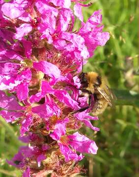 Plancia ëd Bombus distinguendus Morawitz 1869