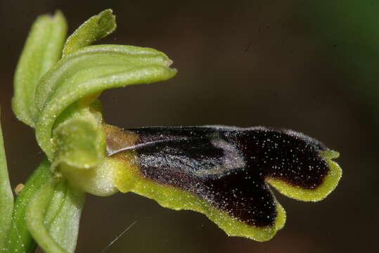 Image of Ophrys fusca subsp. blitopertha (Paulus & Gack) Faurh. & H. A. Pedersen