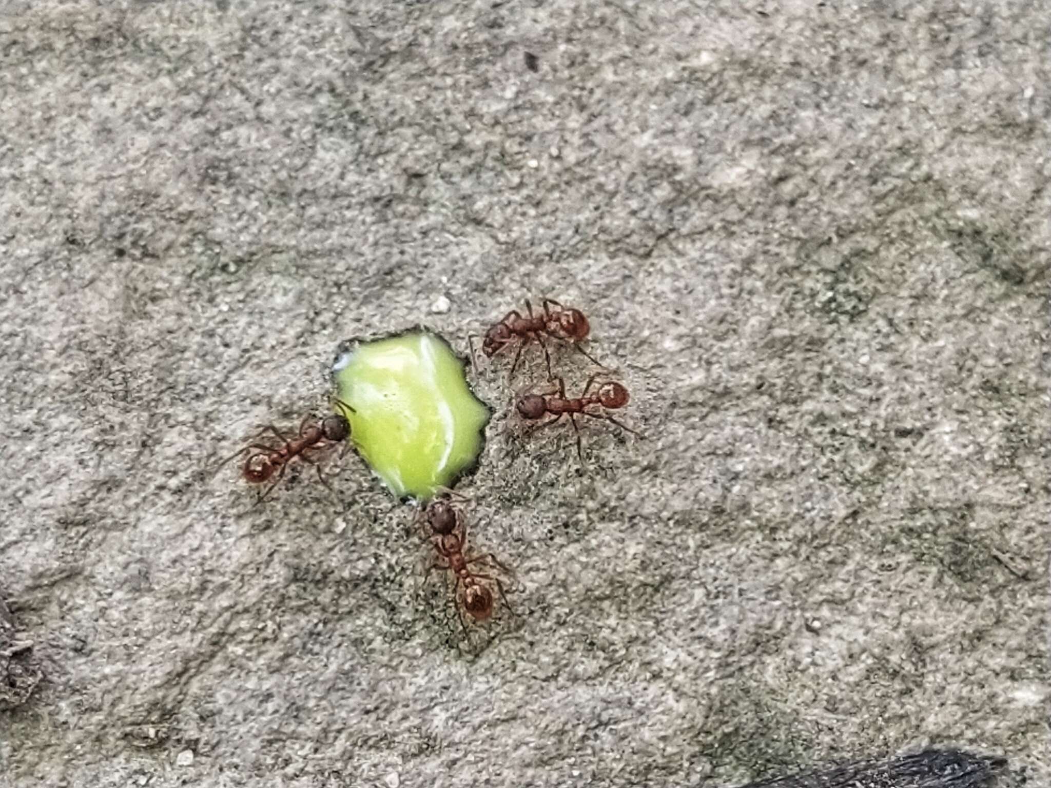 Image of European fire ant