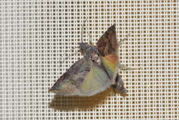 Image of Moth