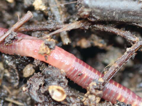 Image of Red wiggler, manure worm, soilution worm, brandling worm, english redworm