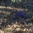 Image of Holly-leaved Hovea