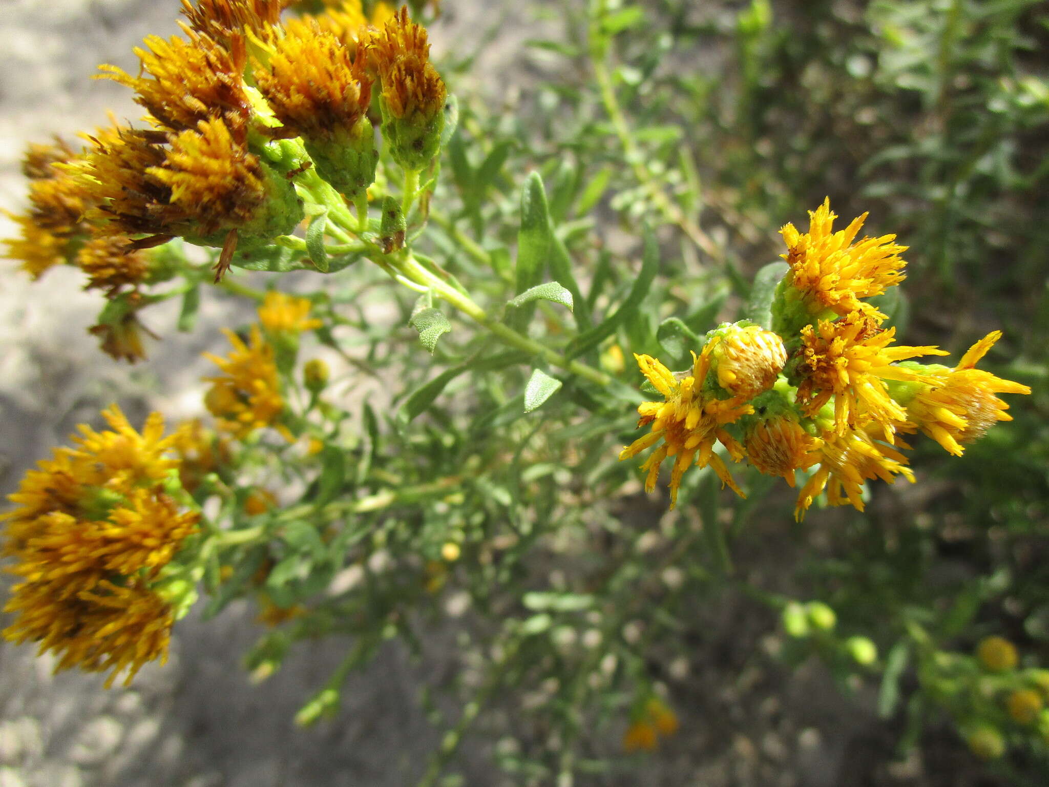 Image of Drummond's goldenbush