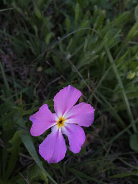 Image of goldeneye phlox