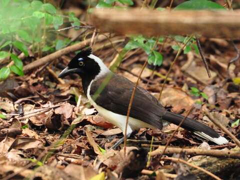 Image of White-naped Jay