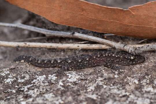 Image of Lesueur's Gecko