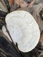 Image of Trametes orientalis (Yasuda) Imazeki 1943