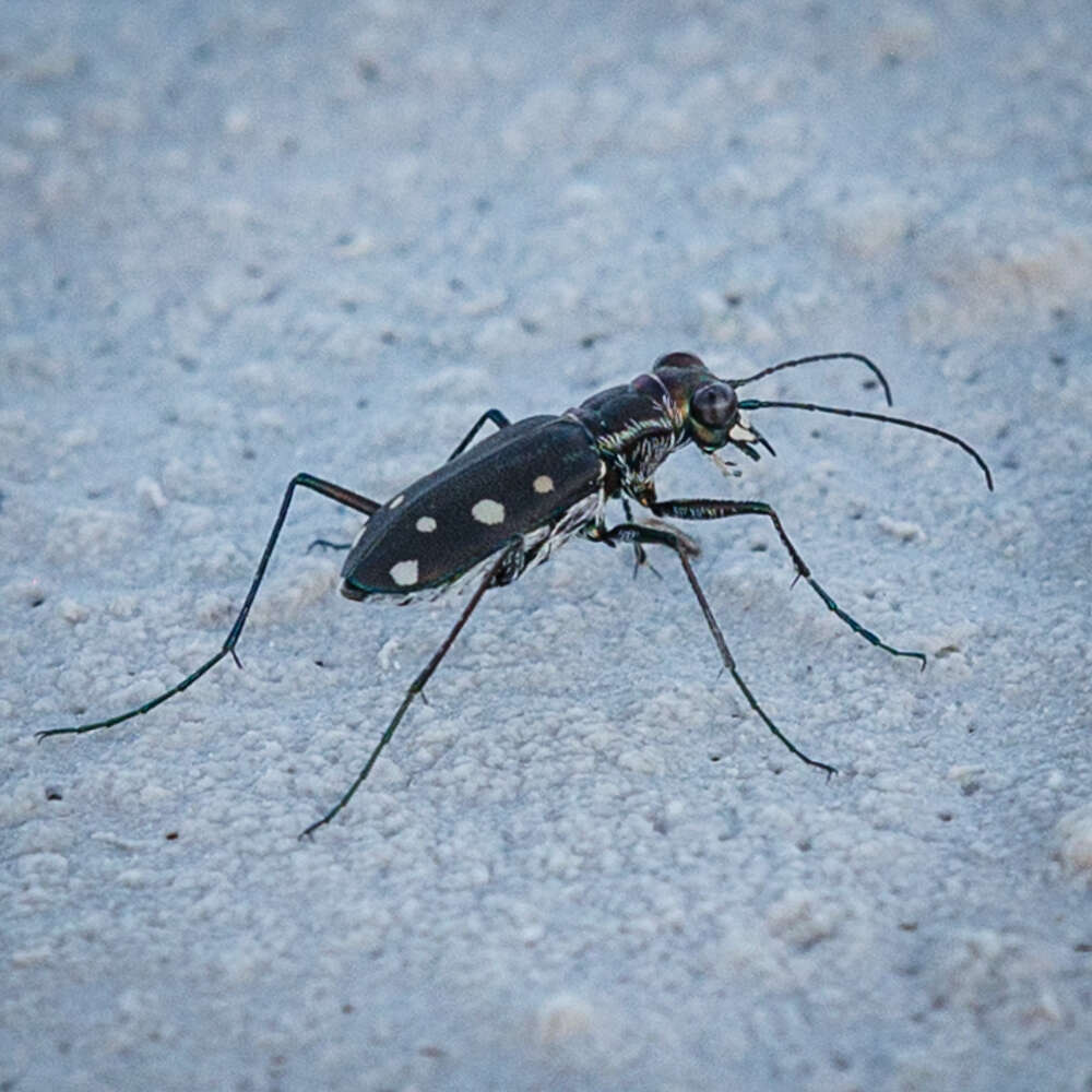 Image of Cicindela (Cicindelidia) ocellata ocellata Klug 1834