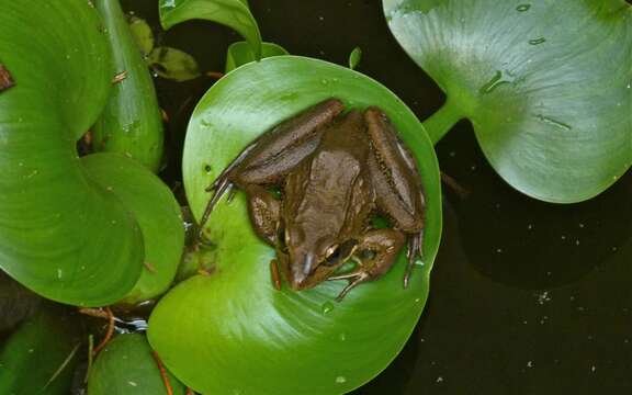 Image of Angola Frog